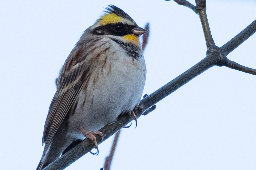 2021-12-04|ミヤマホオジロ>の観察記録