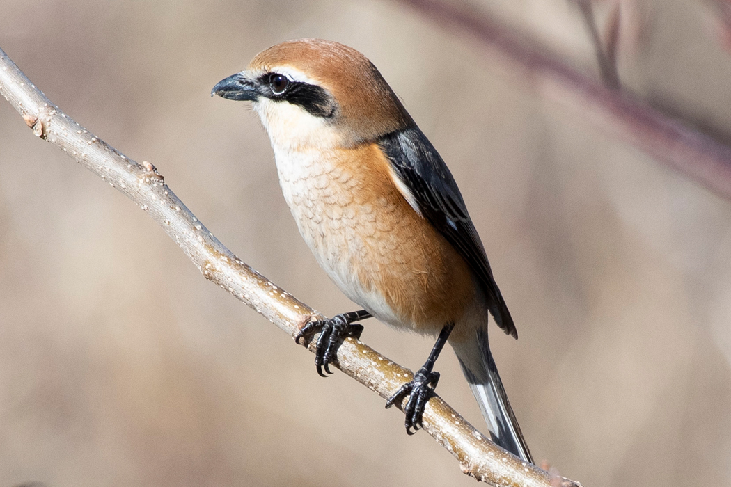 2021-03-14|モズ>の観察記録