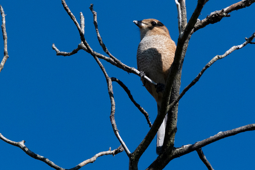 2021-10-24|モズ>の観察記録