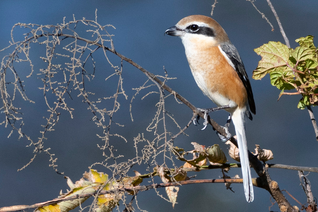 2021-11-13|モズ>の観察記録