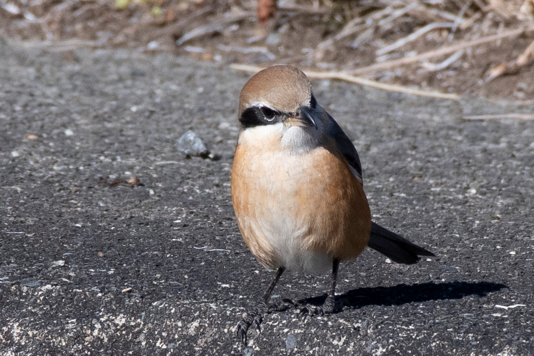2022-01-03|モズ>の観察記録