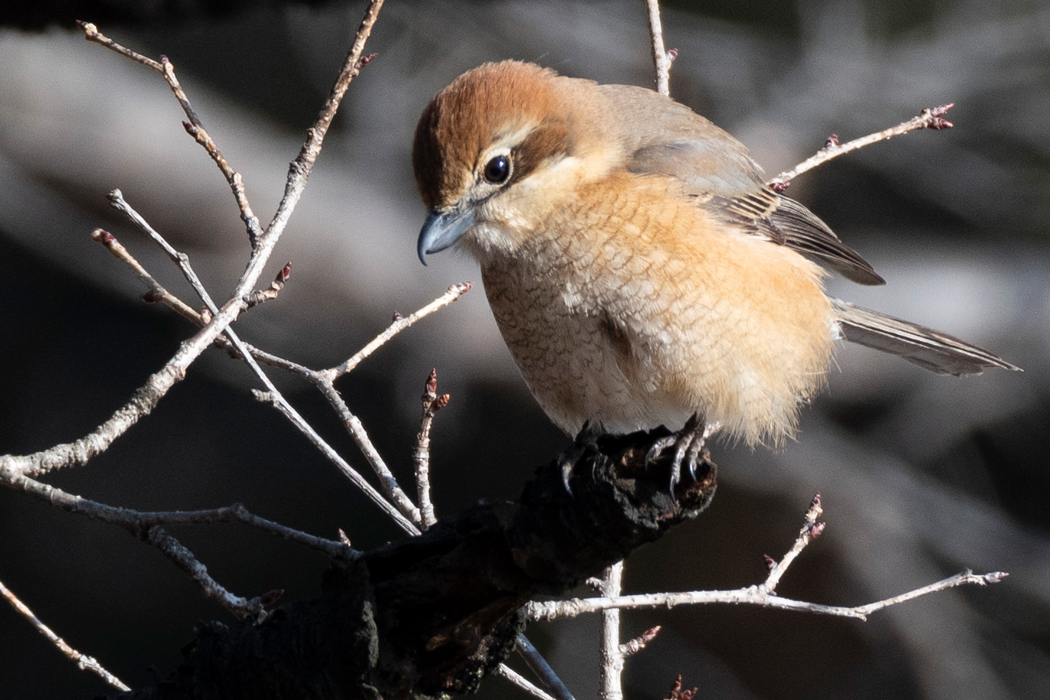 2022-02-11|モズ>の観察記録