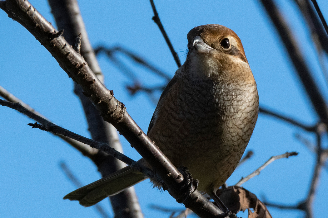 2022-10-30|モズ>の観察記録