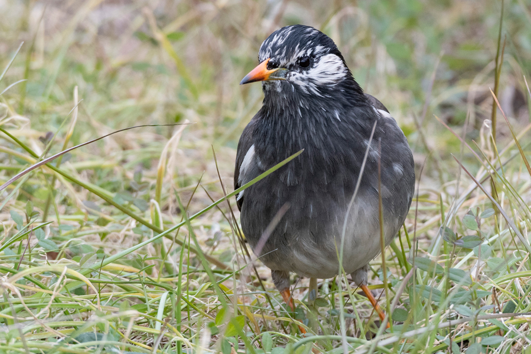2021-12-31|ムクドリ>の観察記録