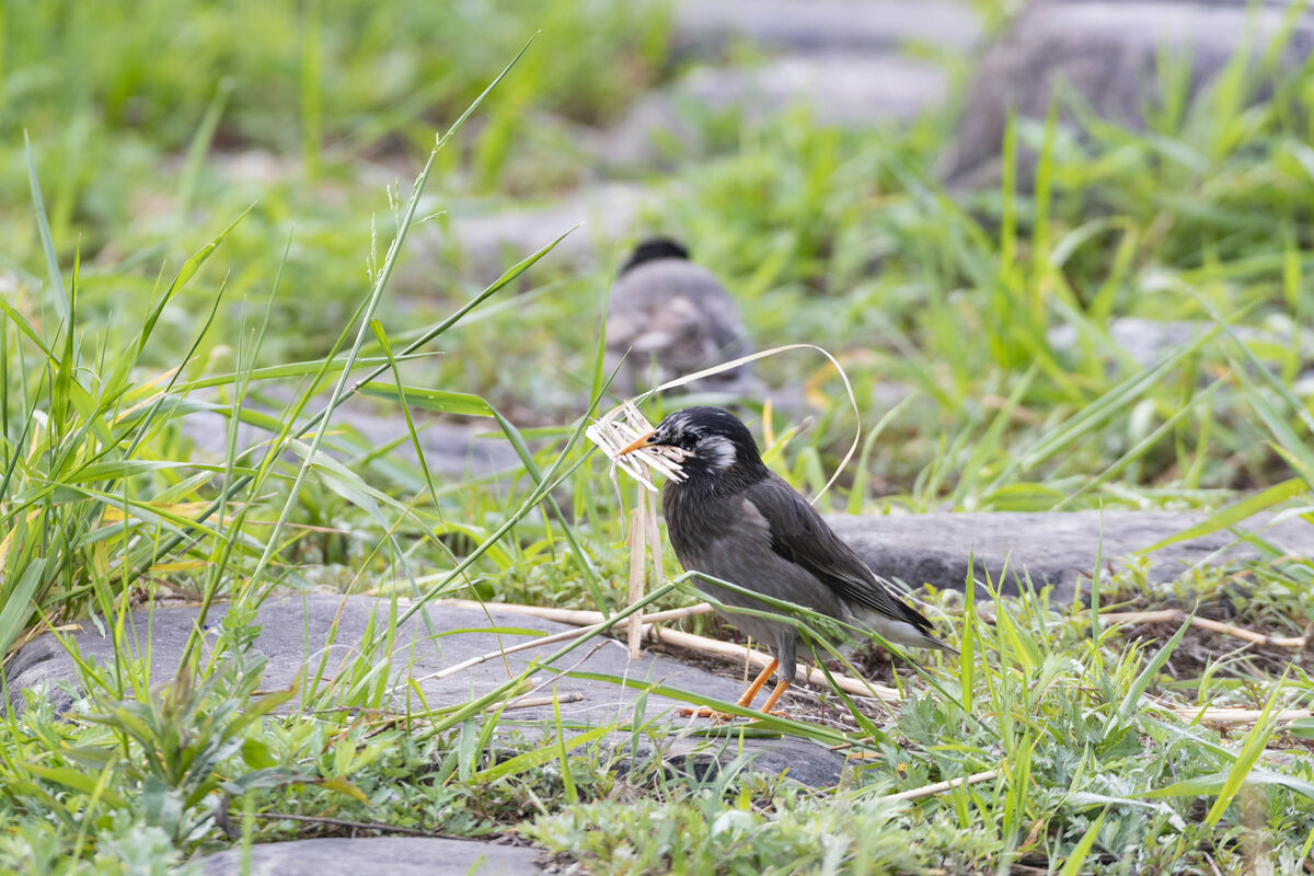 2025-04-19|ムクドリ>の観察記録