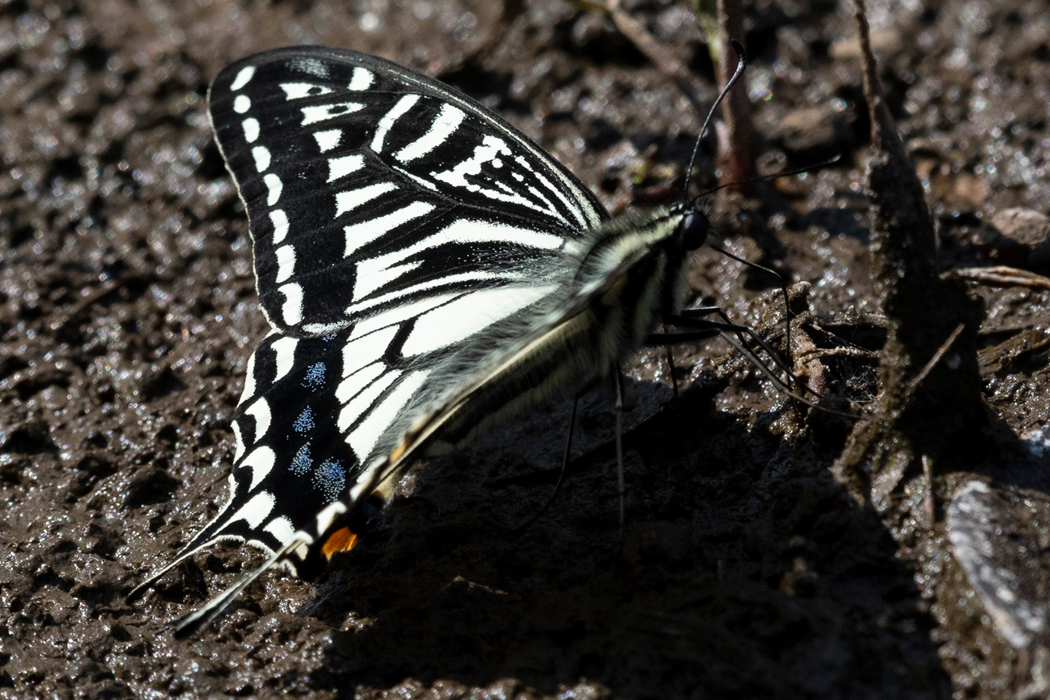 2021-04-11|ナミアゲハ>の観察記録
