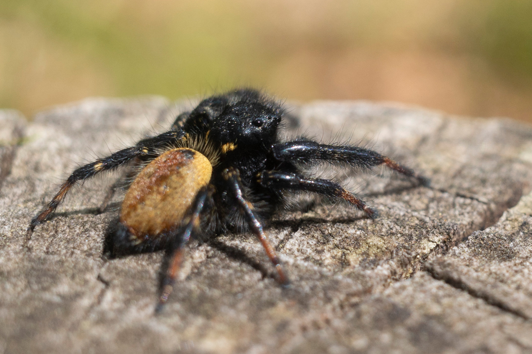 2021-04-11|ネコハエトリ>の観察記録