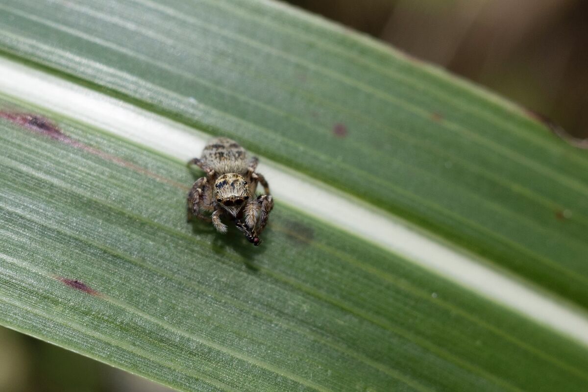 2024-07-13|ネコハエトリ>の観察記録