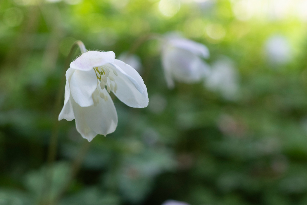 2021-04-10|ニリンソウ>の観察記録
