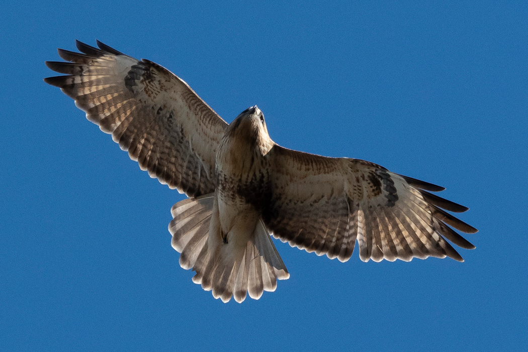 2022-01-04|ノスリ>の観察記録