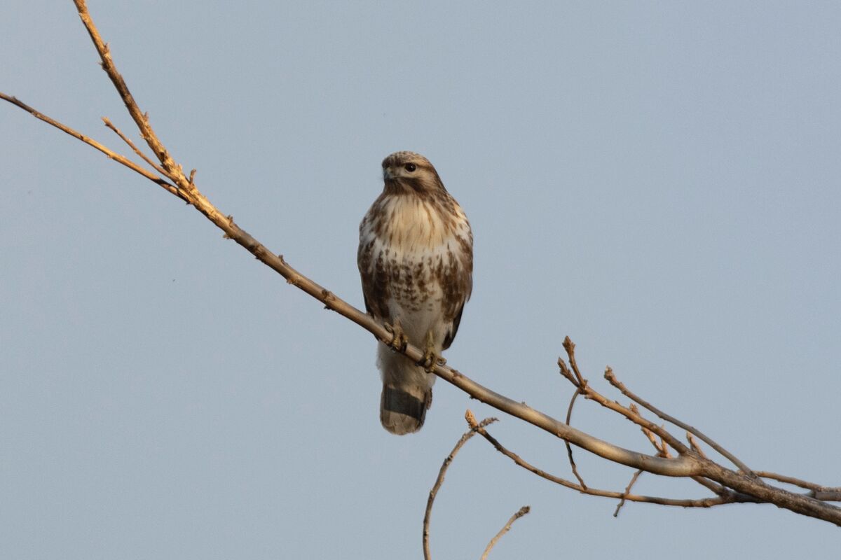 2025-01-08|ノスリ>の観察記録