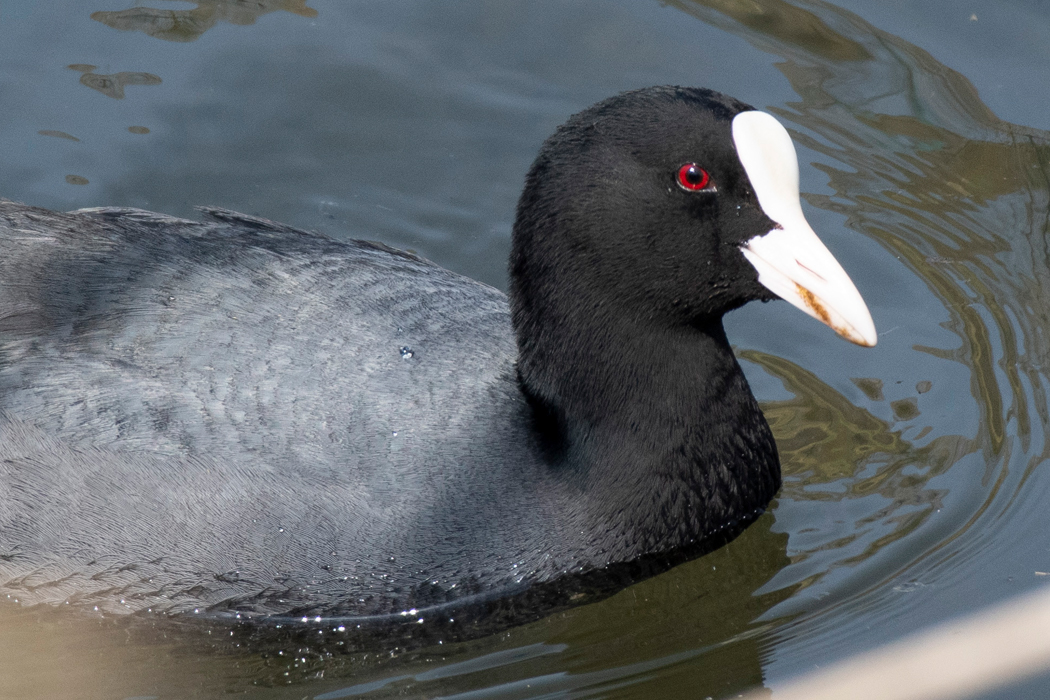 2021-03-27|オオバン>の観察記録
