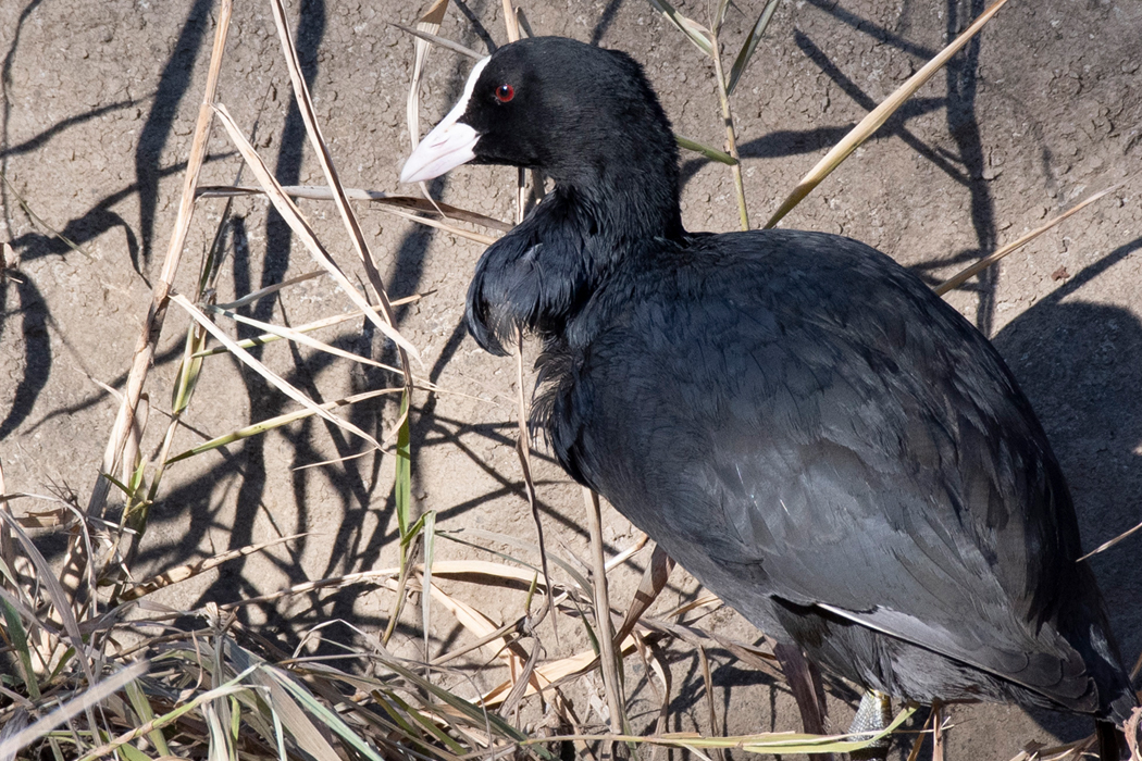 2022-01-03|オオバン>の観察記録