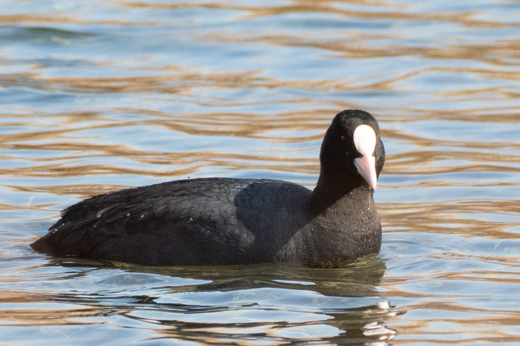 2022-02-12|オオバン>の観察記録