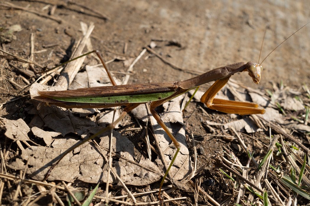 2021-11-06|オオカマキリ>の観察記録