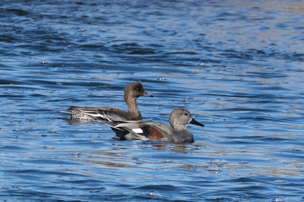 2025-01-04|オカヨシガモ>の観察記録