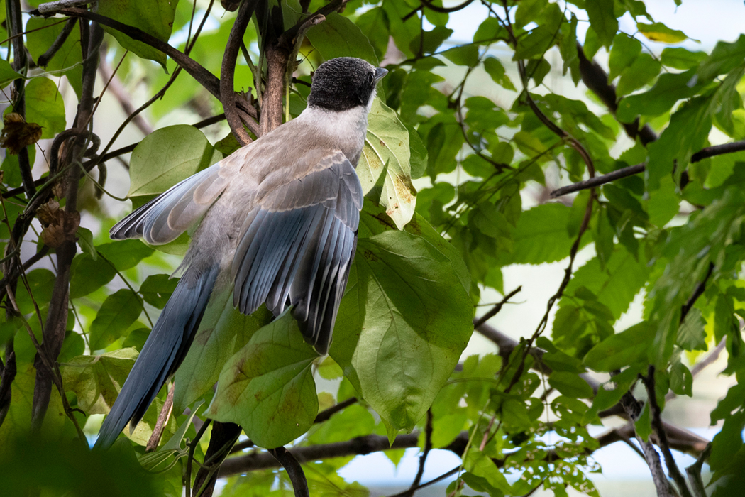 2021-09-23|オナガ>の観察記録