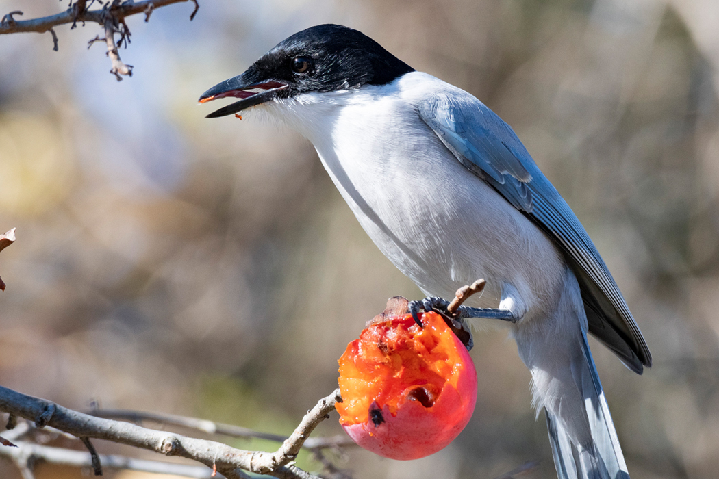 2021-11-28|オナガ>の観察記録