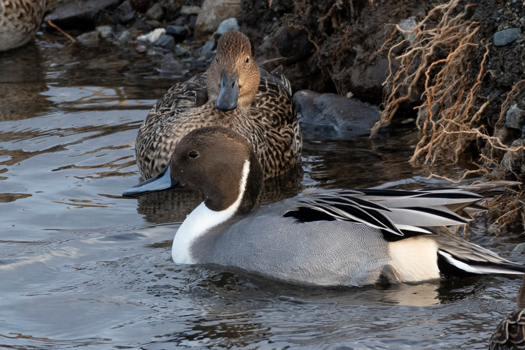 2022-12-11|オナガガモ>の観察記録