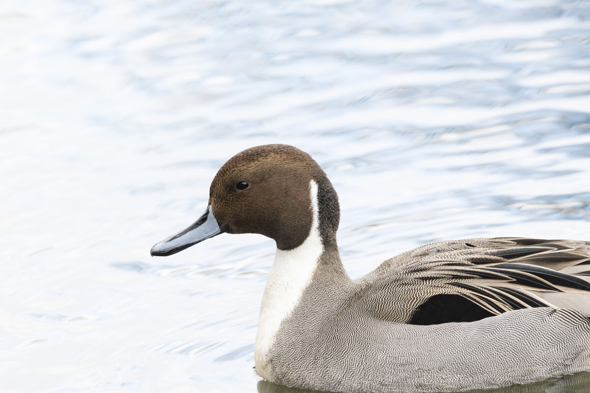 2024-01-28|オナガガモ>の観察記録