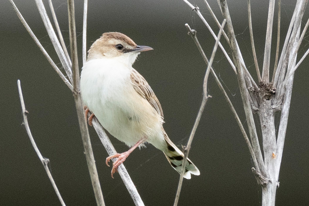 2021-06-05|セッカ>の観察記録