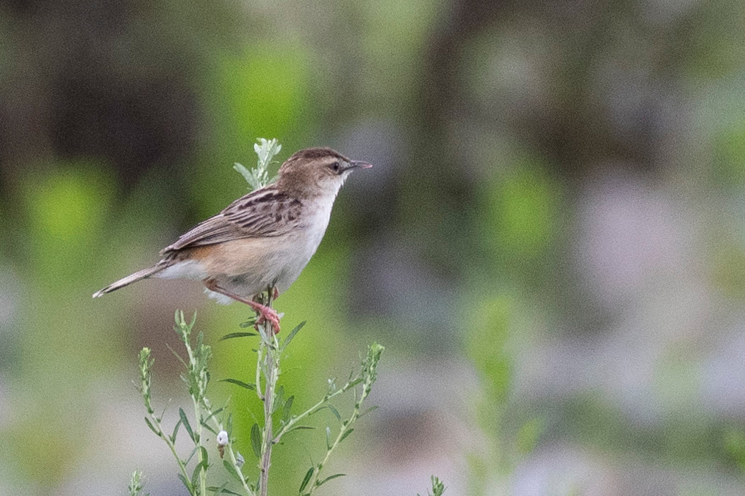 2021-07-11|セッカ>の観察記録