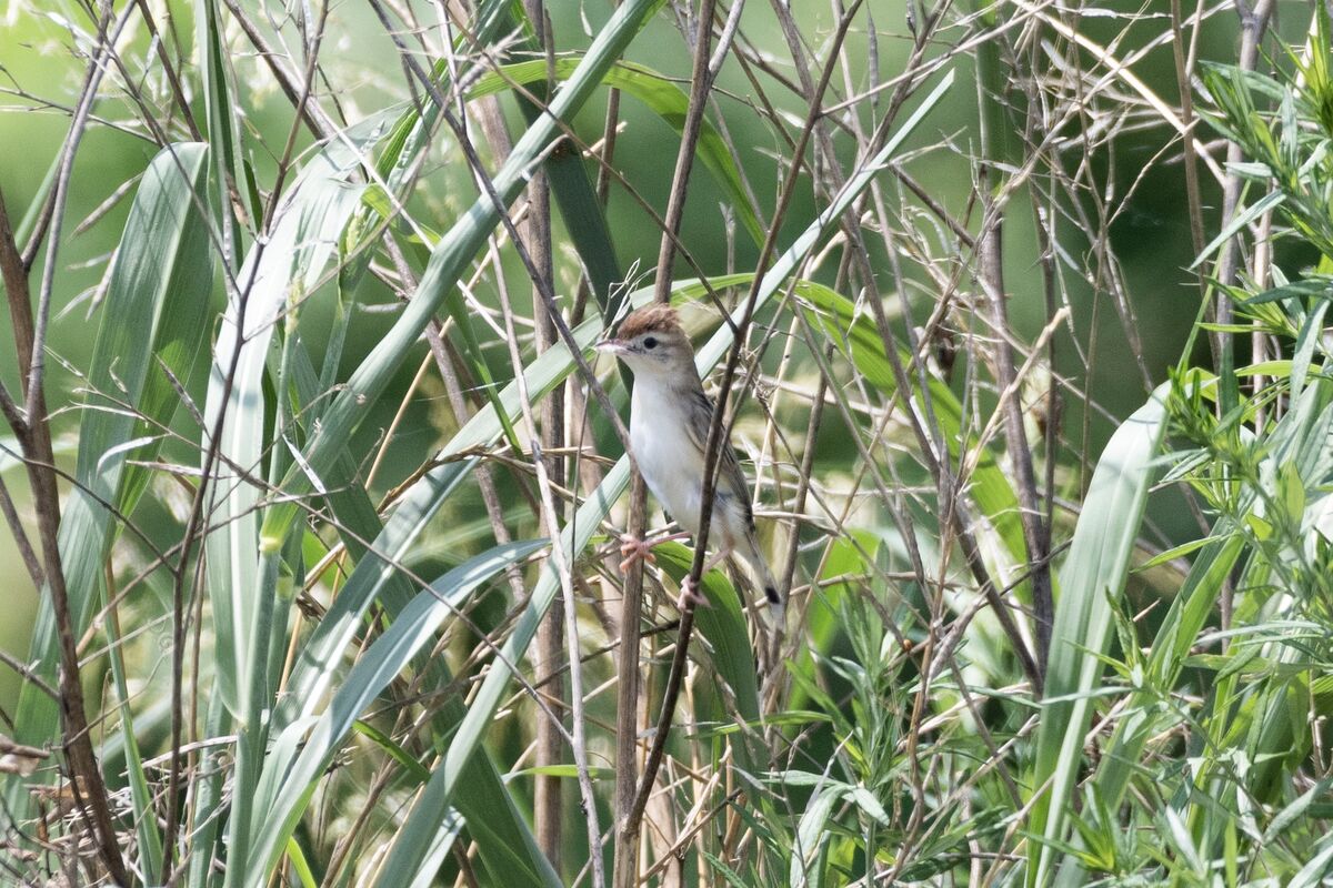 2024-07-07|セッカ>の観察記録