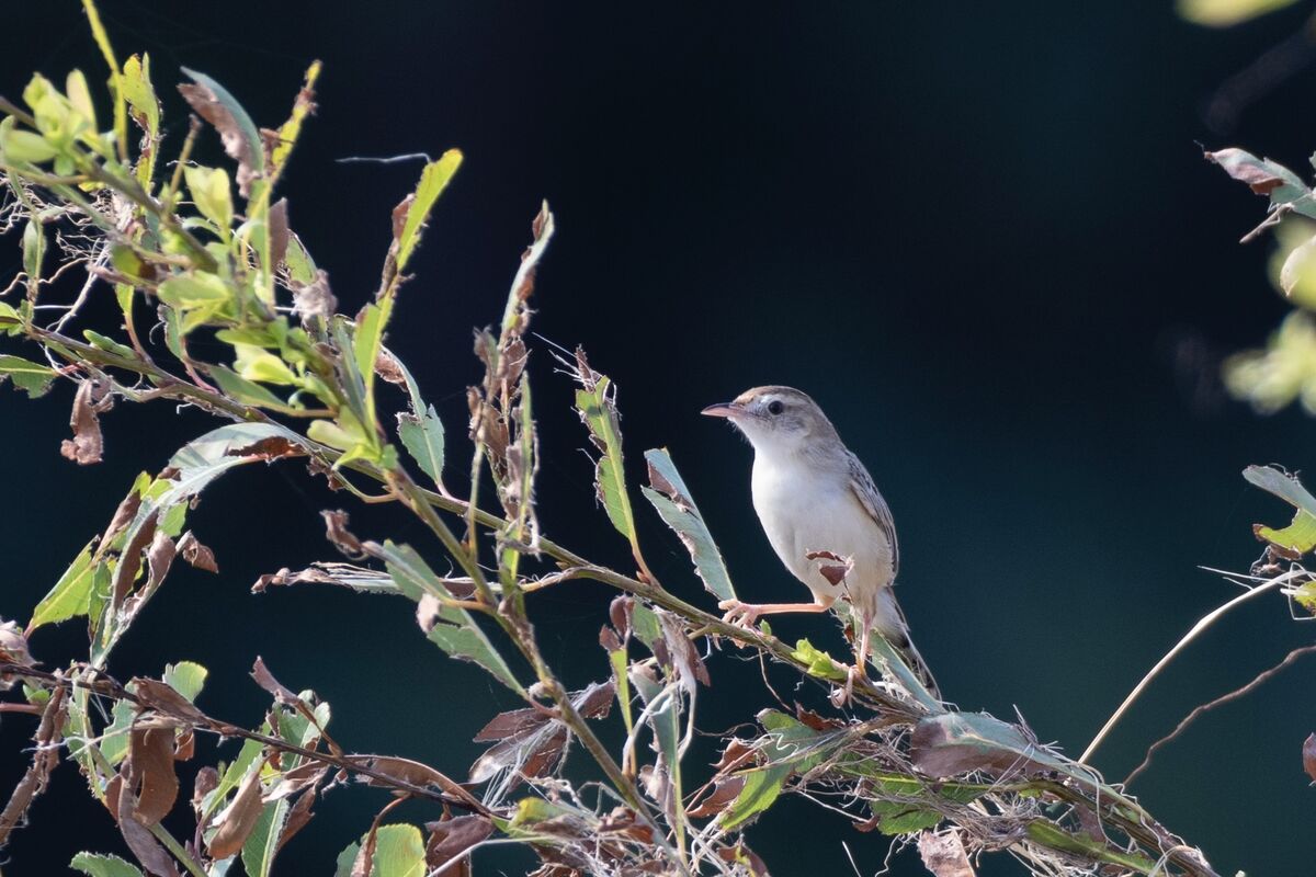 2024-09-08|セッカ>の観察記録