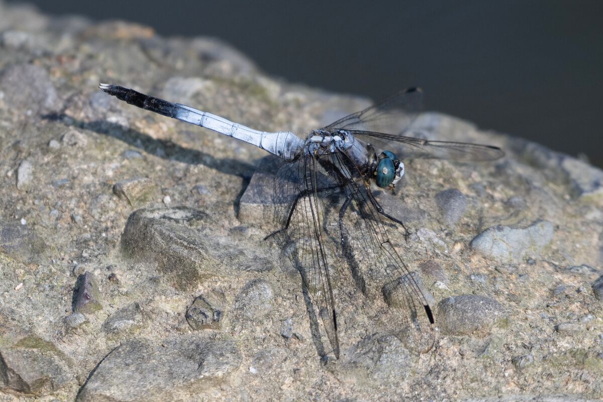 2024-09-08|シオカラトンボ>の観察記録