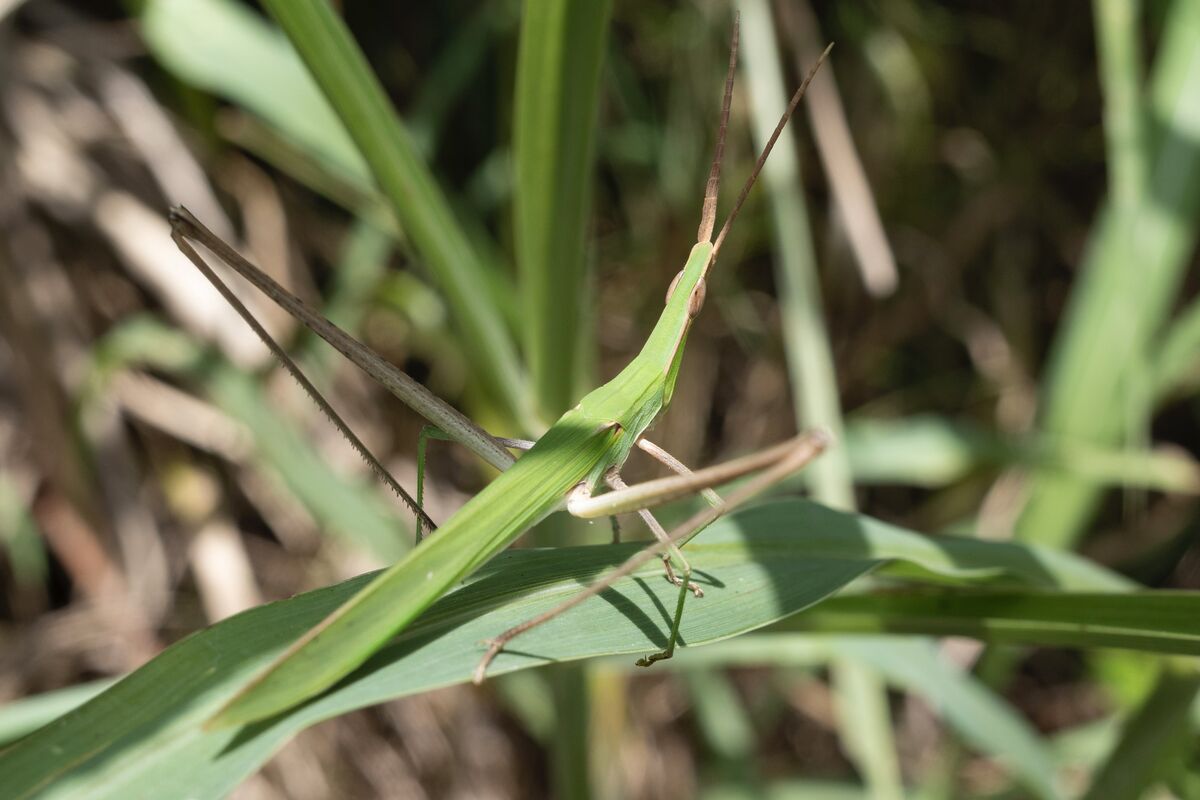 2024-07-13|ショウリョウバッタ>の観察記録