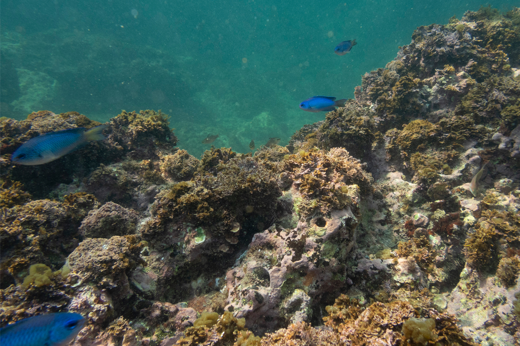 2022-07-02|ソラスズメダイ>の観察記録