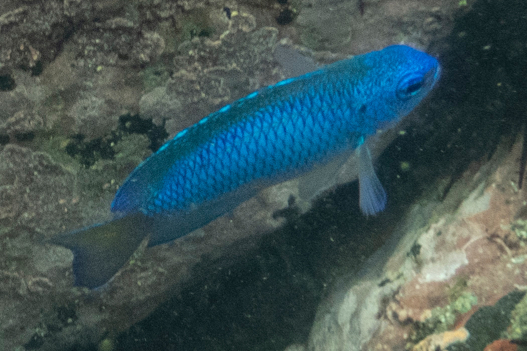 2022-07-10|ソラスズメダイ>の観察記録