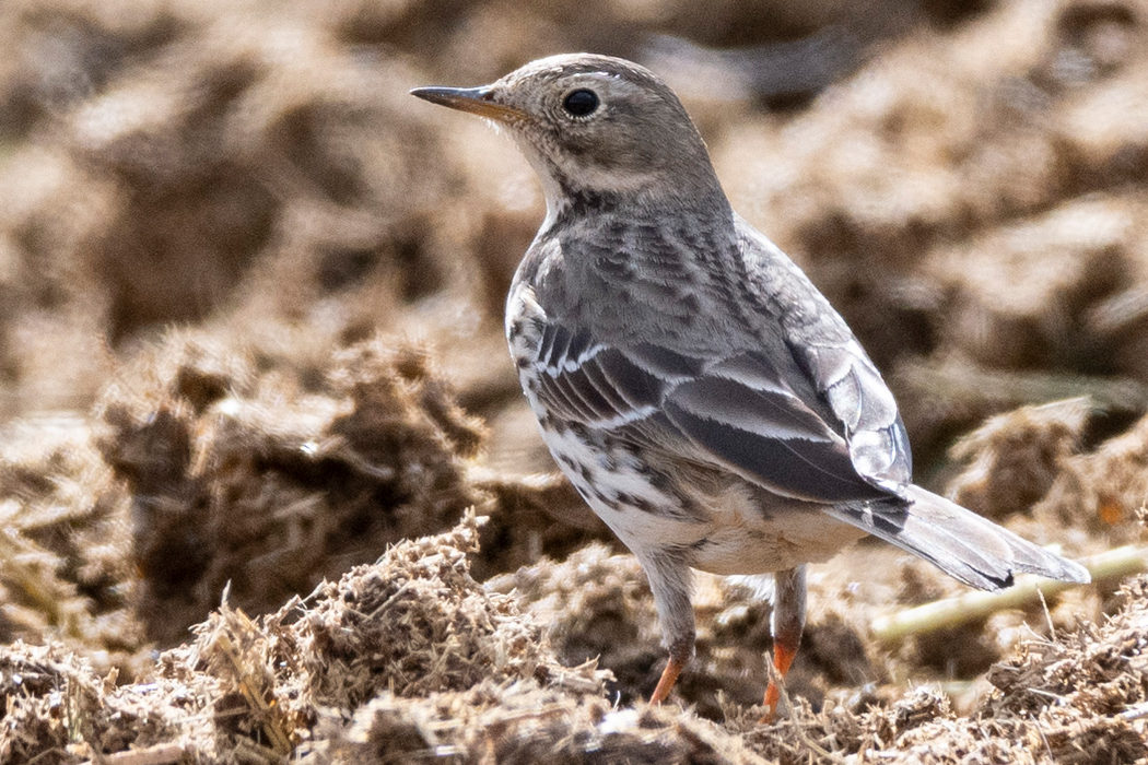 2021-12-31|タヒバリ>の観察記録