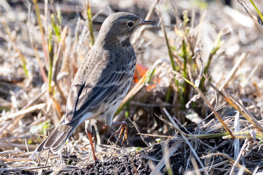 2022-12-04|タヒバリ>の観察記録