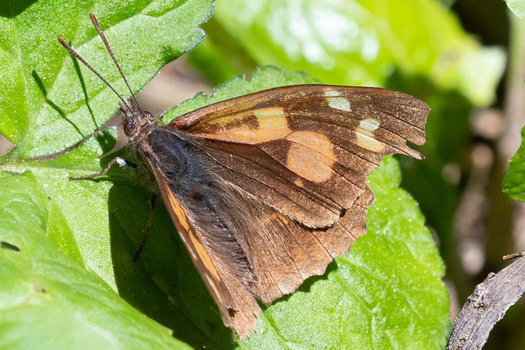 2021-04-10|テングチョウ>の観察記録