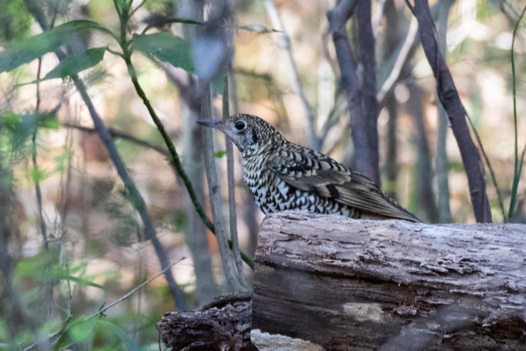 2021-11-28|トラツグミ>の観察記録