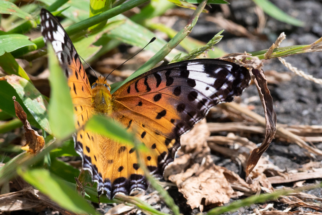 2021-09-23|ツマグロヒョウモン>の観察記録