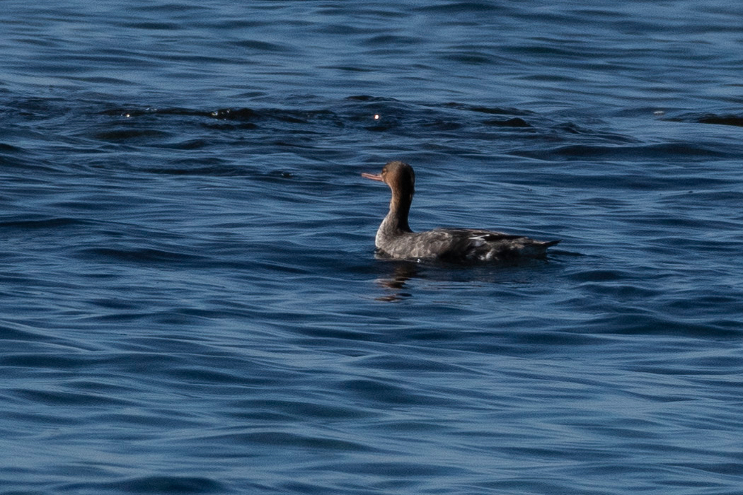 2022-01-22|ウミアイサ>の観察記録