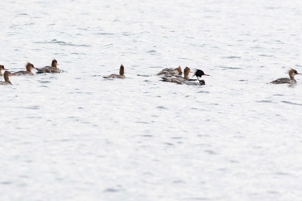 2022-01-30|ウミアイサ>の観察記録