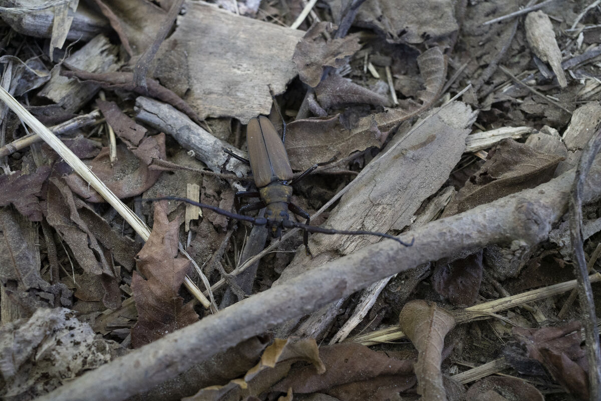 2025-07-21|ウスバカミキリ>の観察記録