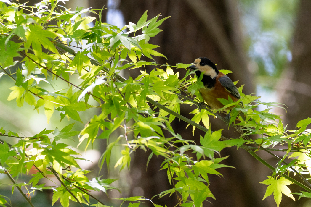 2021-04-18|ヤマガラ>の観察記録