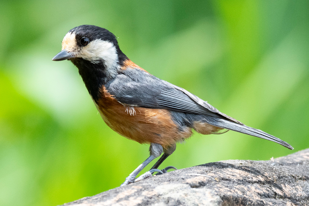 2021-06-13|ヤマガラ>の観察記録