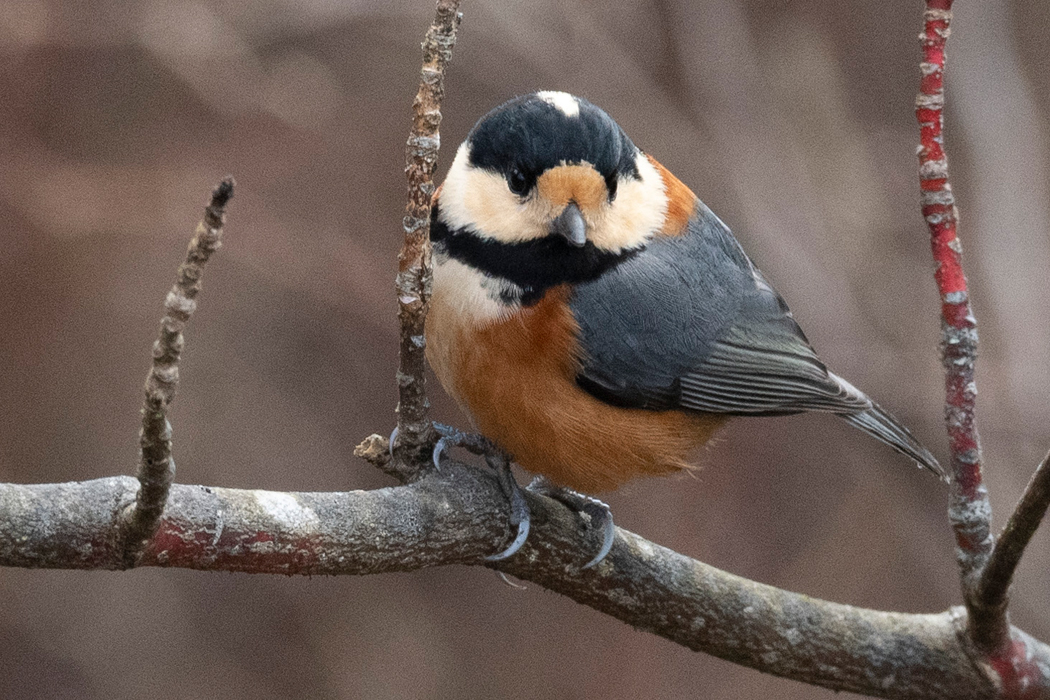 2022-12-12|ヤマガラ>の観察記録