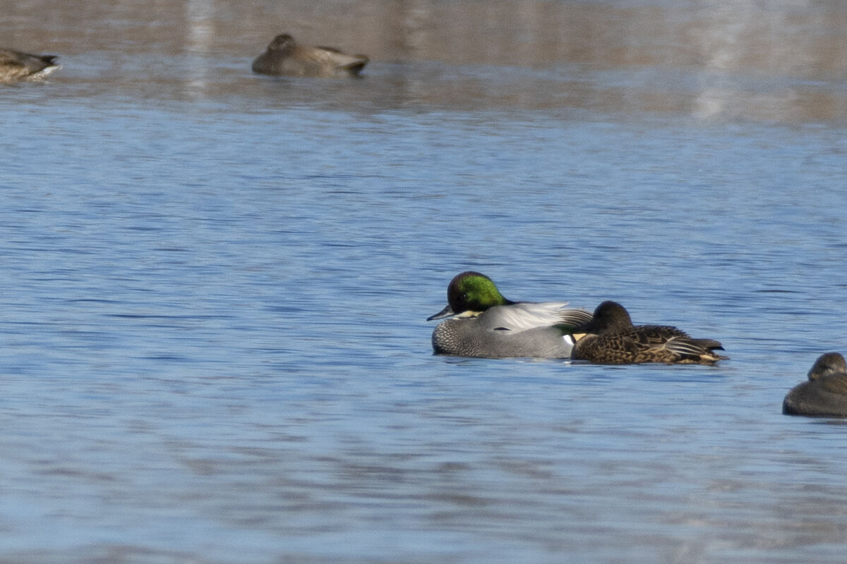 2024-12-31|ヨシガモ>の観察記録