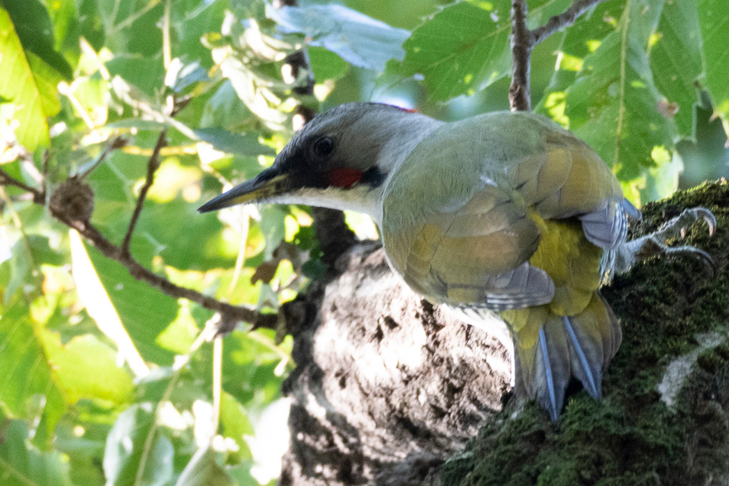 2021-10-24｜アオゲラ>の観察記録