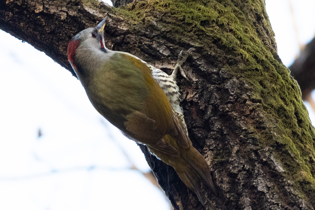 2021-11-28｜アオゲラ>の観察記録