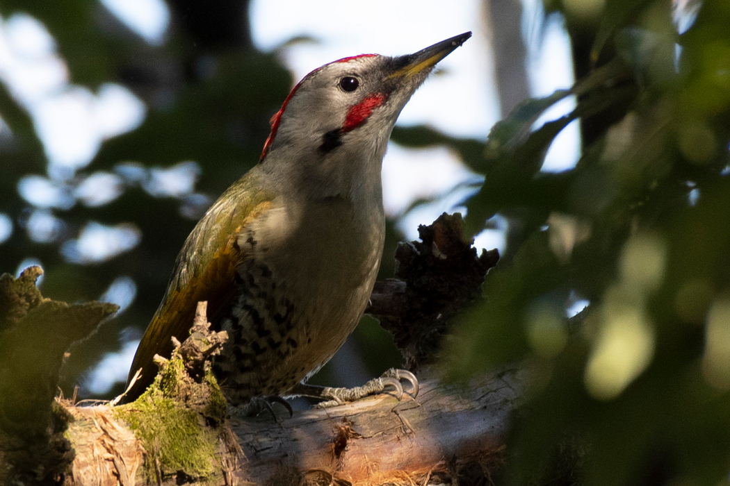 2022-01-03｜アオゲラ>の観察記録