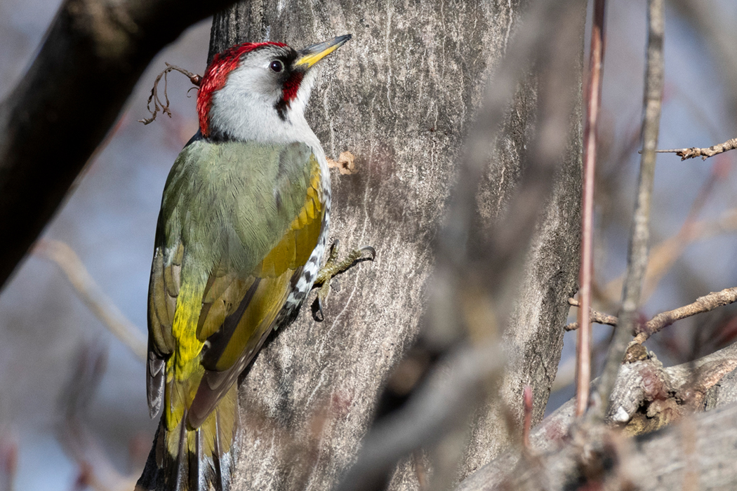 2022-03-20｜アオゲラ>の観察記録