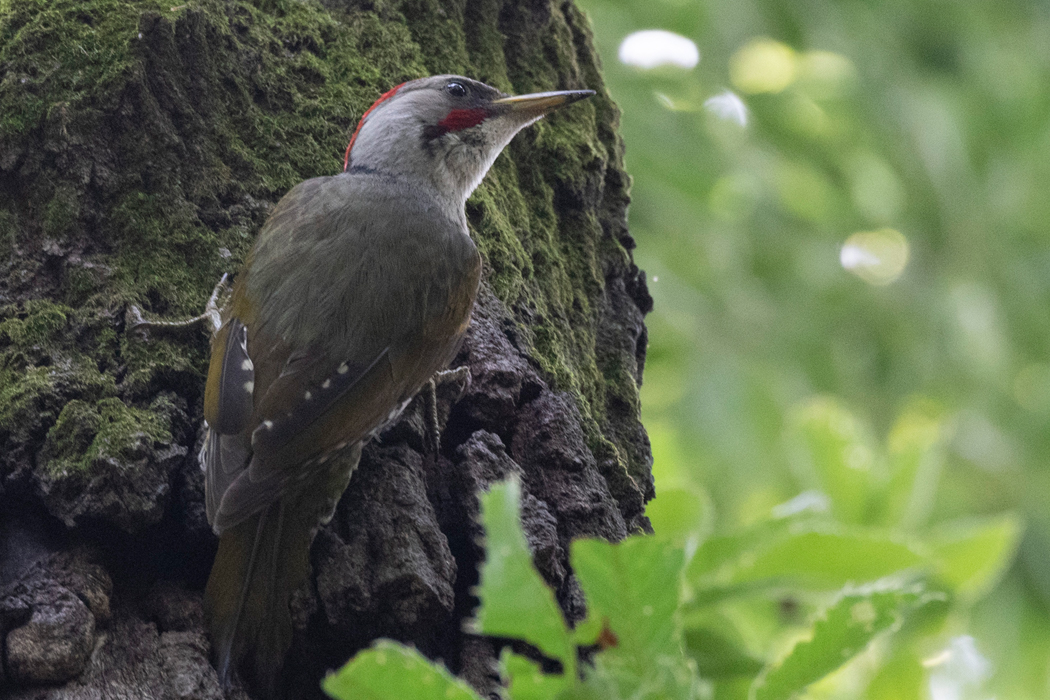 2022-06-19｜アオゲラ>の観察記録