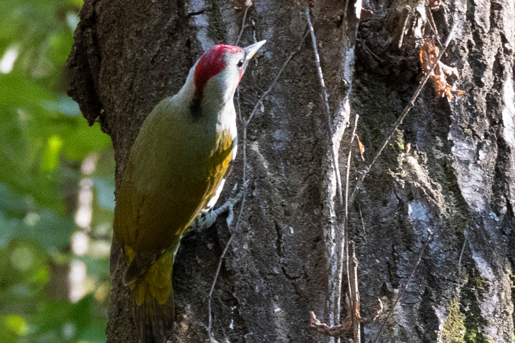 2022-10-30｜アオゲラ>の観察記録
